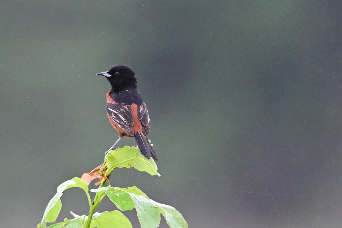 Orchard Oriole - ML619496856