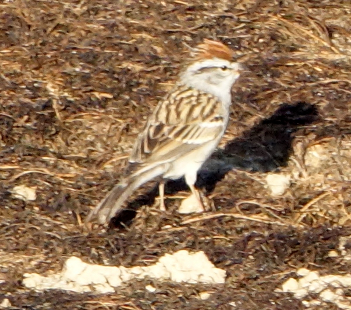 Chipping Sparrow - ML619496859