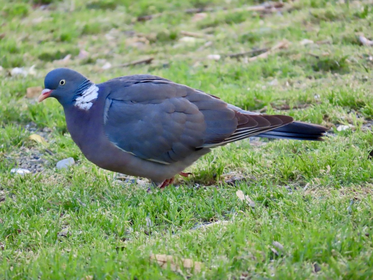 Common Wood-Pigeon - ML619496894