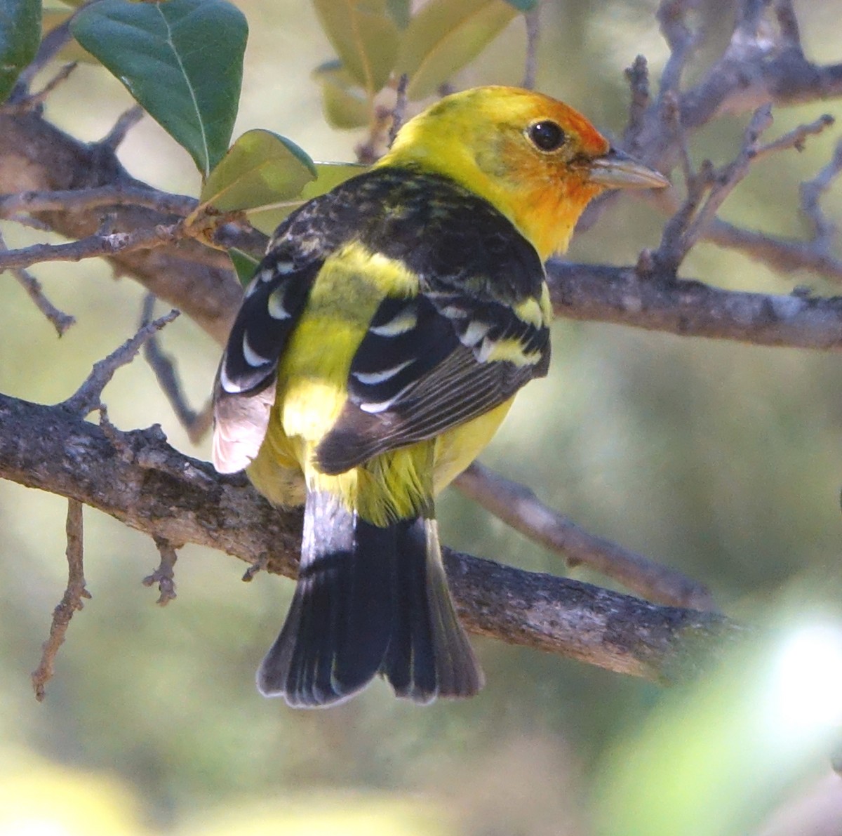 Western Tanager - ML619496895