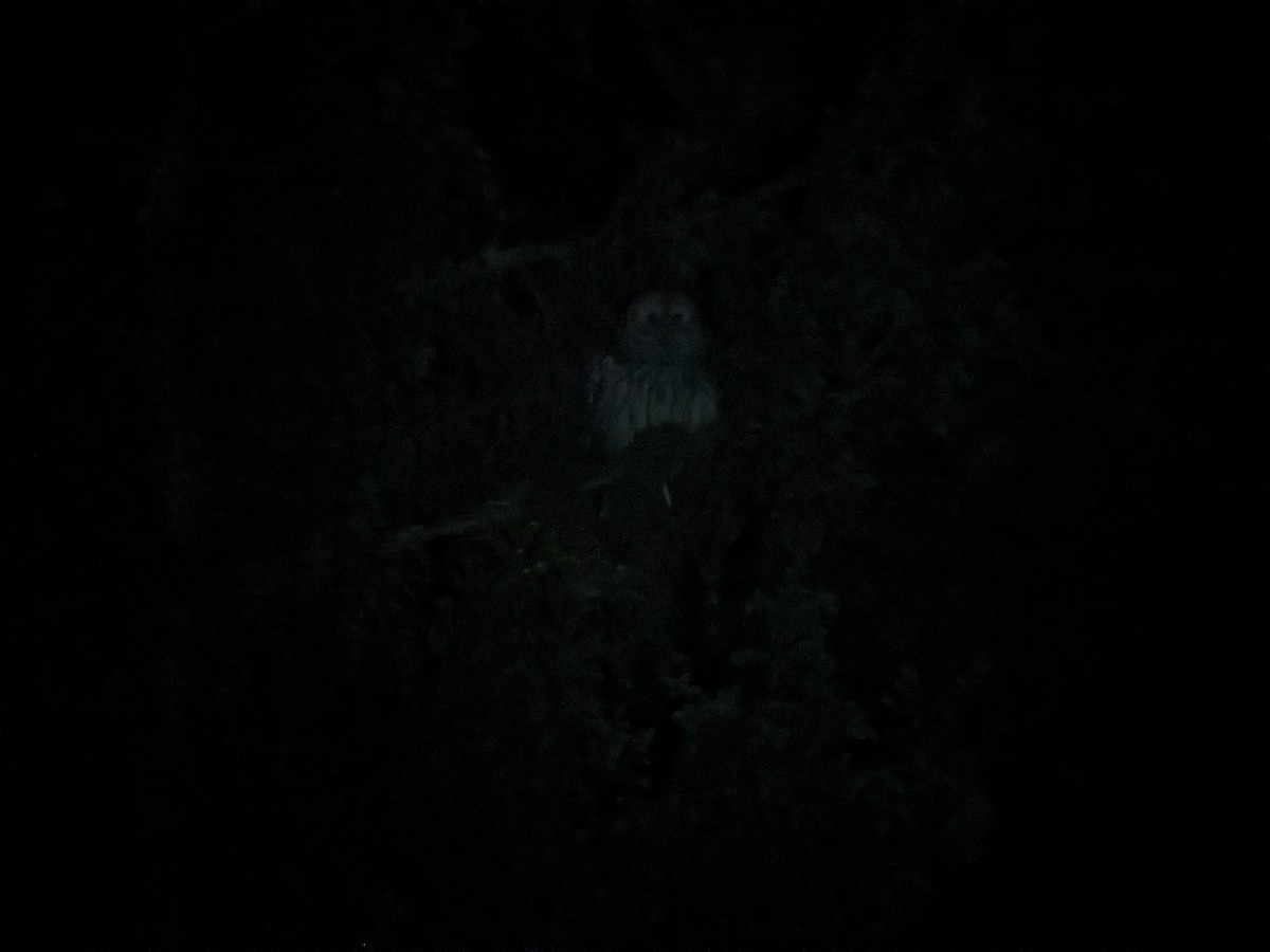 Ural Owl - ML619496926