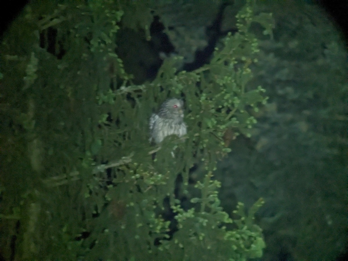 Ural Owl - ML619496928