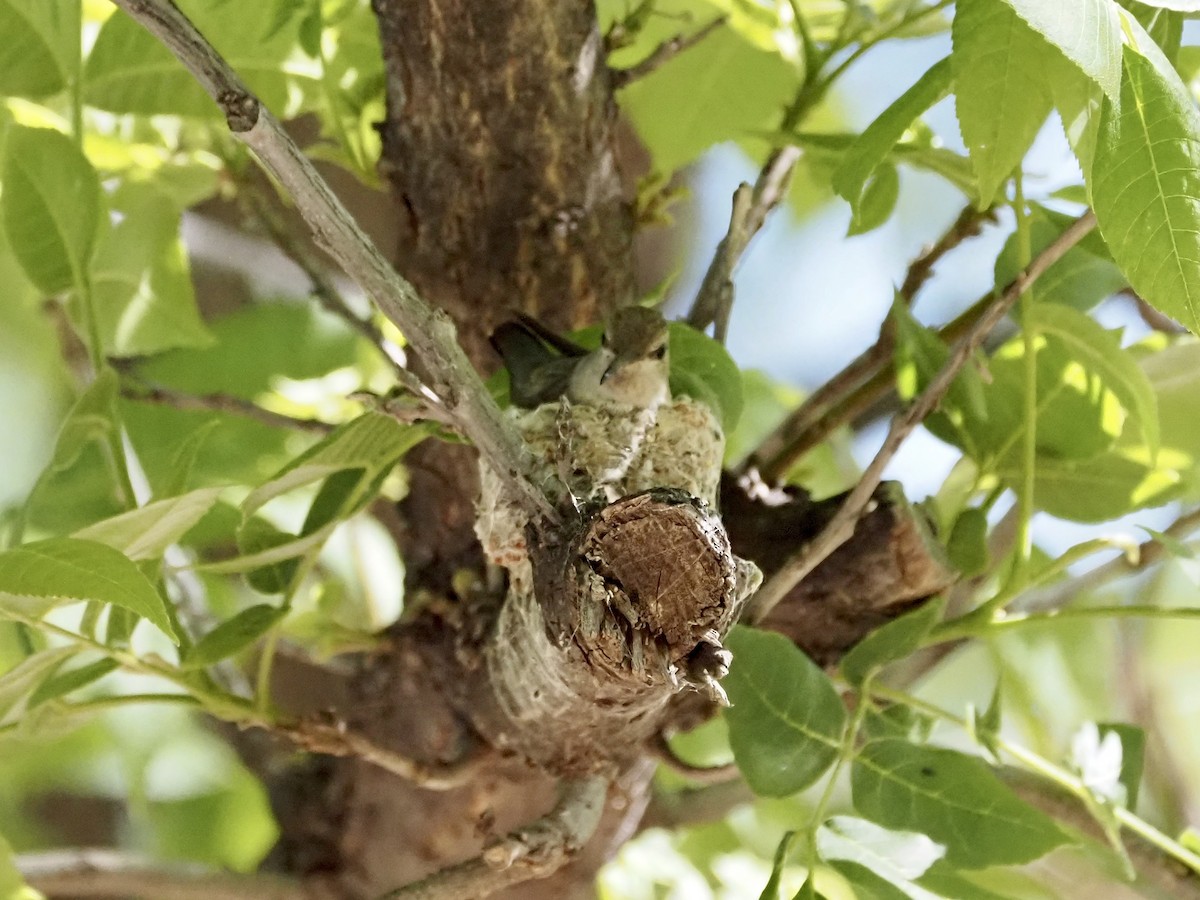 Costa's Hummingbird - ML619496946