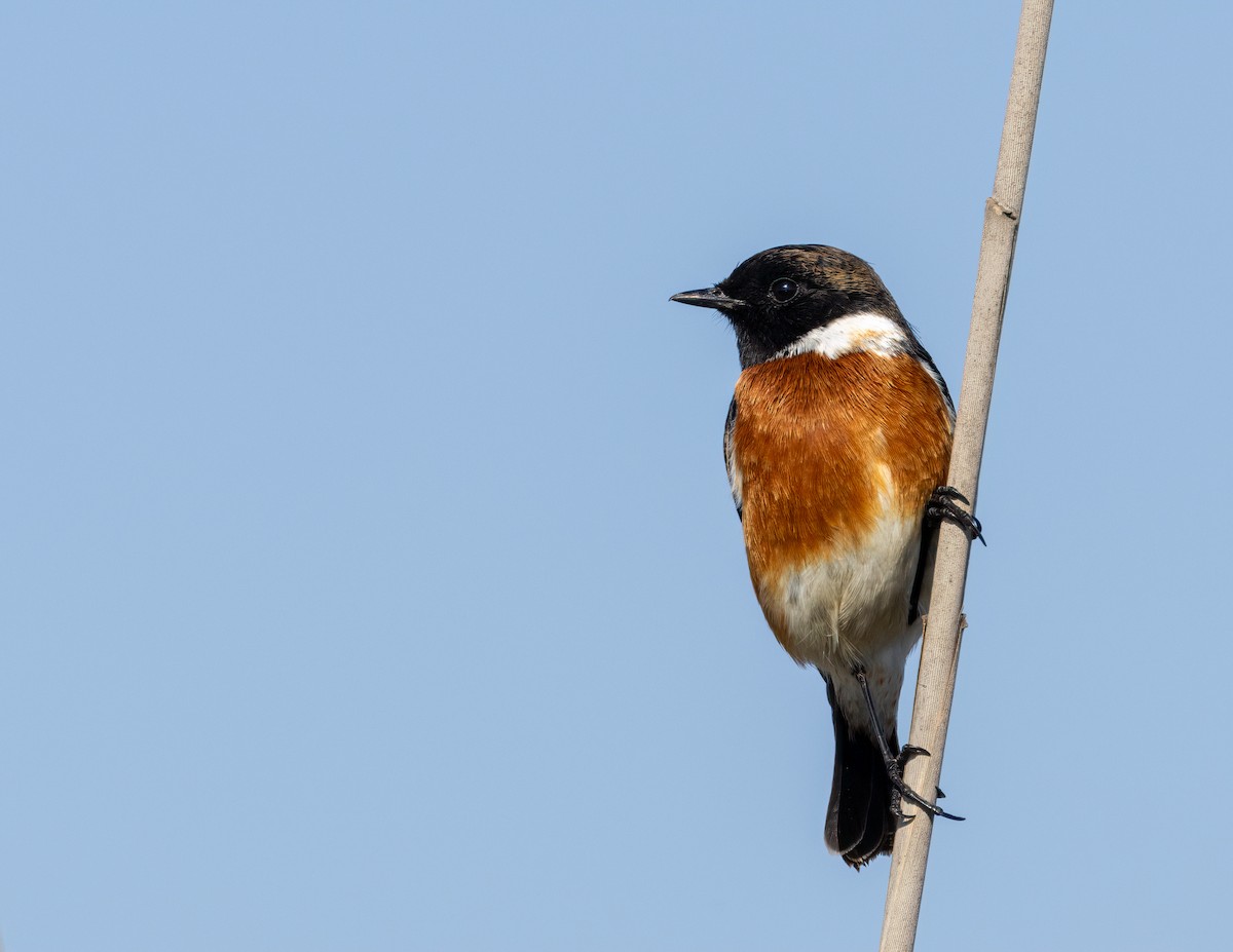 African Stonechat - ML619496964