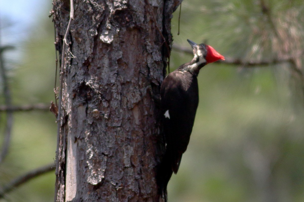 Pileated Woodpecker - ML619497018