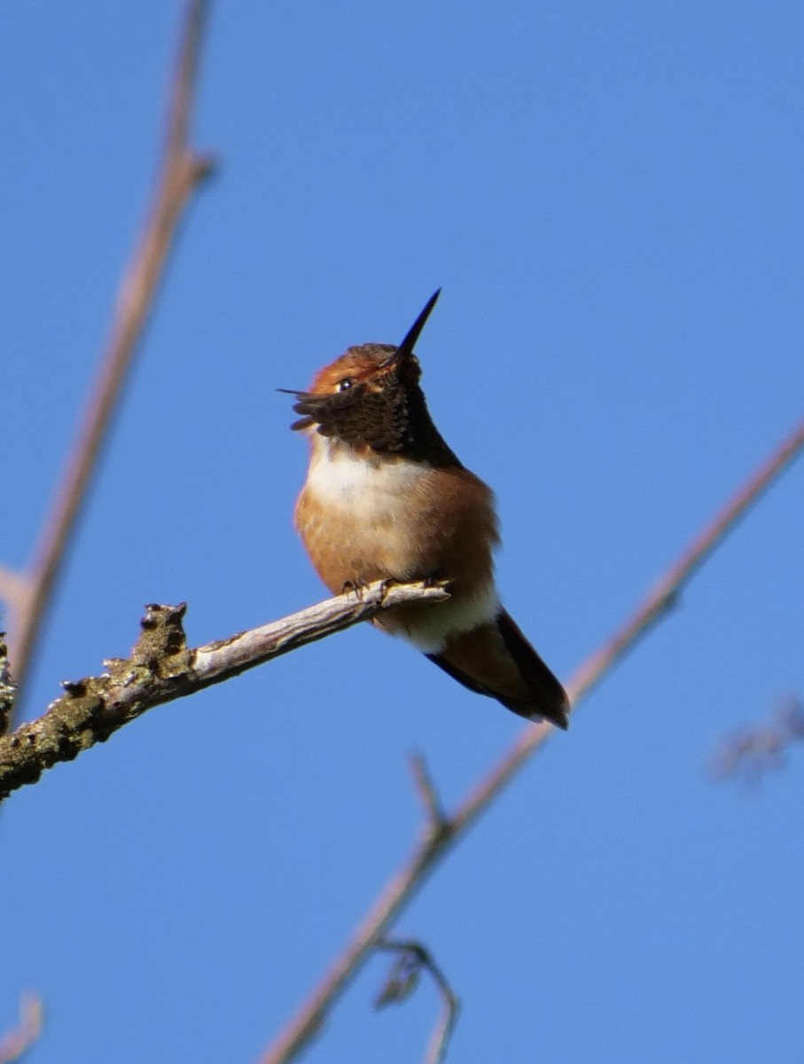 Rufous Hummingbird - ML619497090