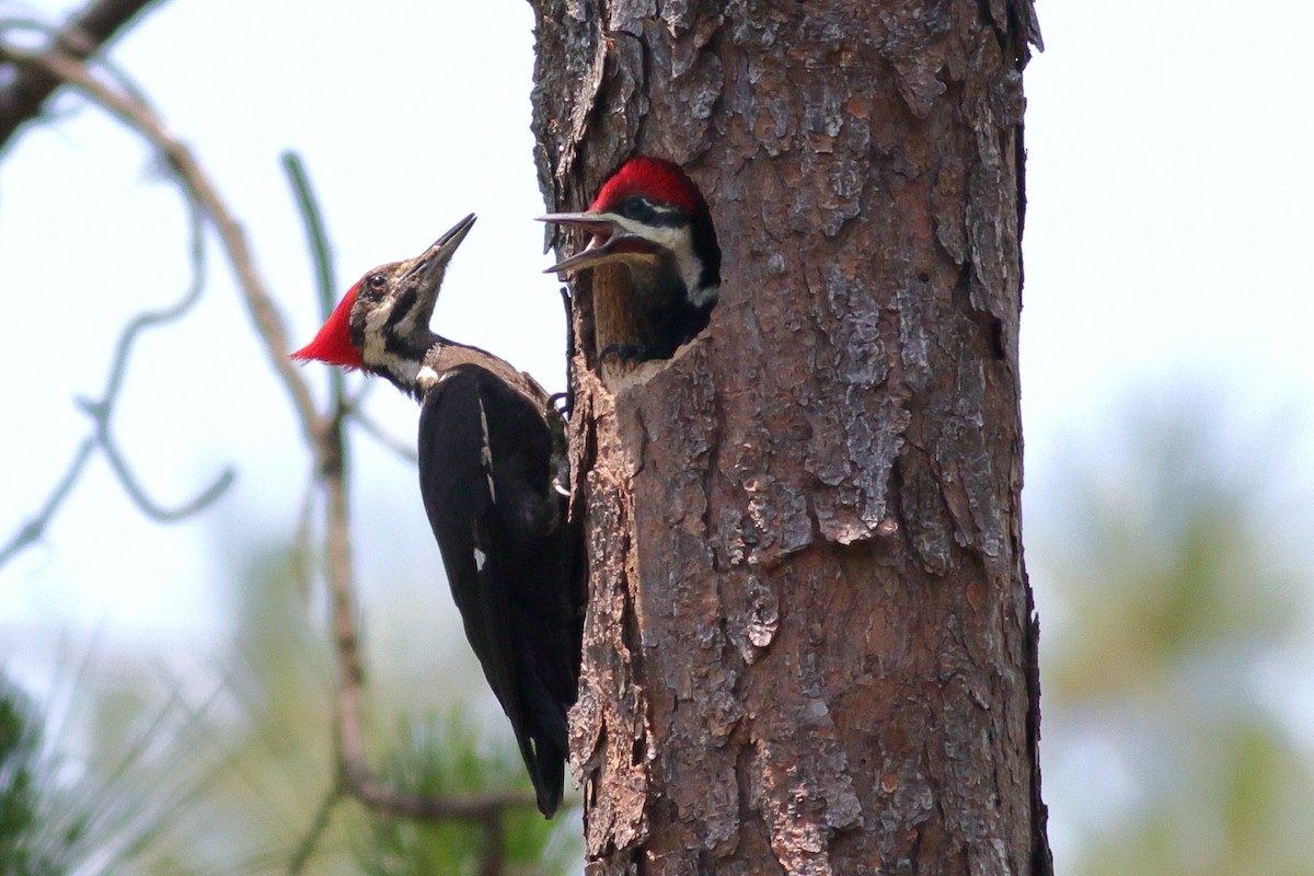 Pileated Woodpecker - ML619497094