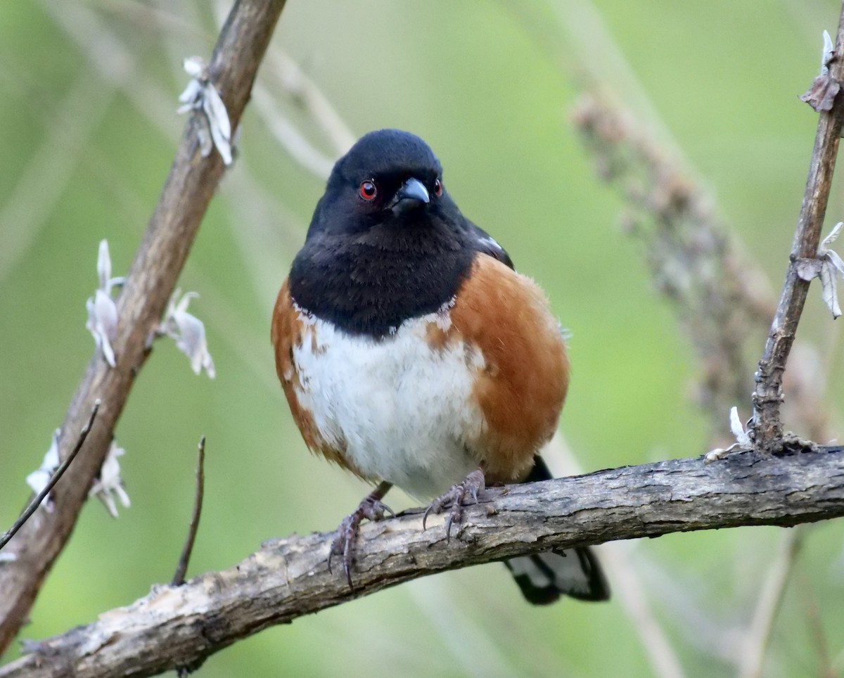 Spotted Towhee - ML619497120