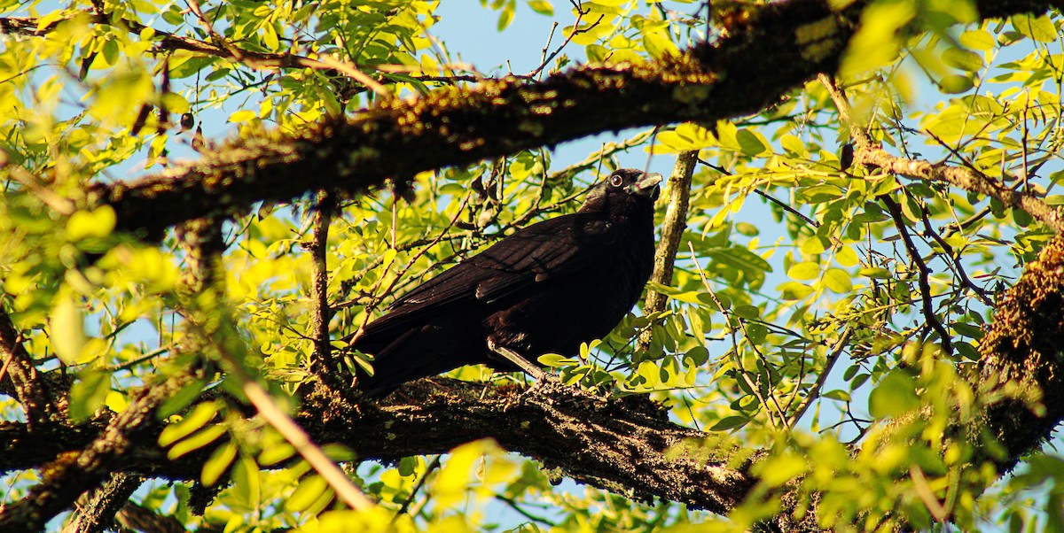 American Crow - ML619497190