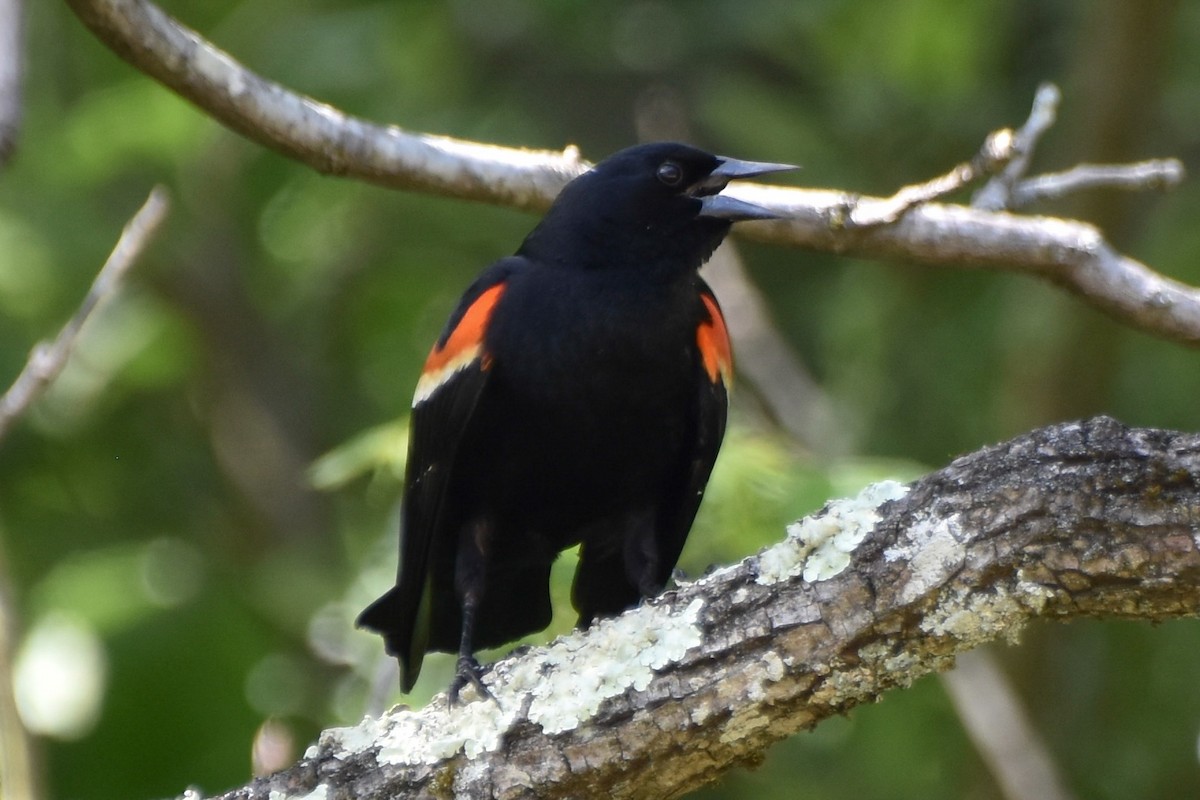 Red-winged Blackbird - ML619497211