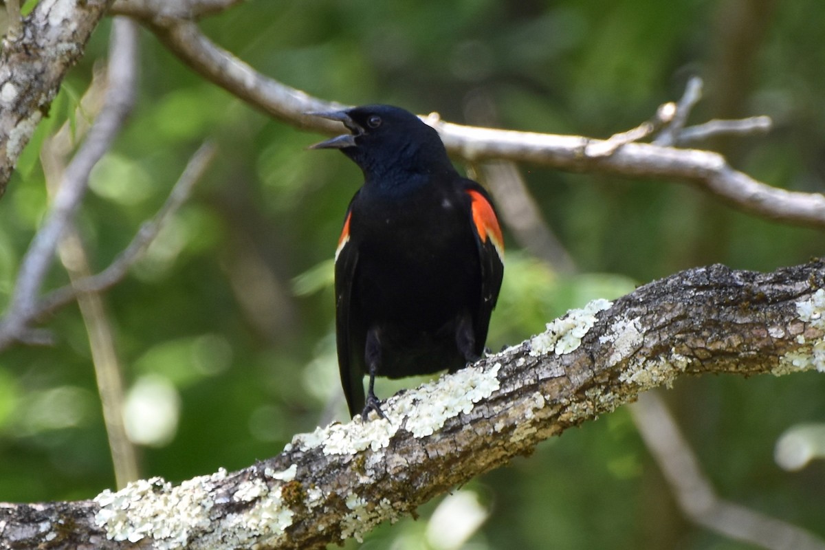Red-winged Blackbird - ML619497212