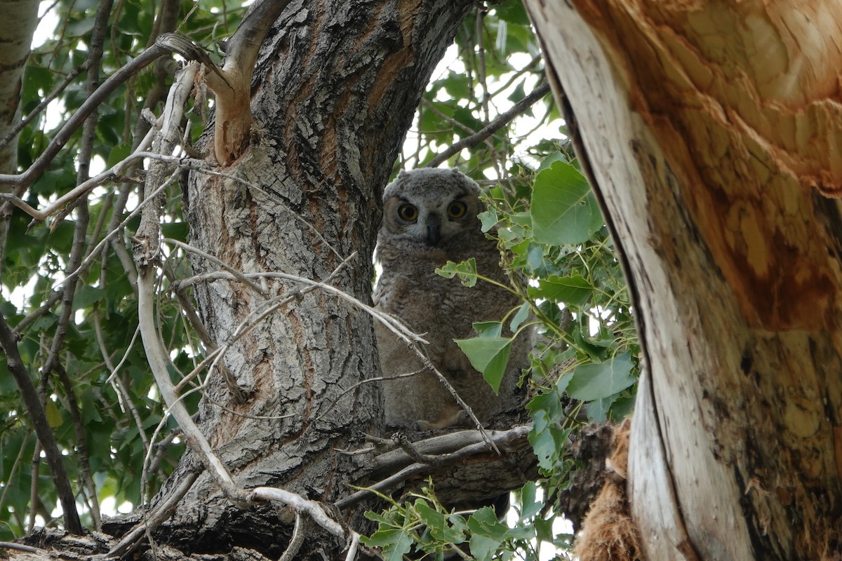 Great Horned Owl - ML619497235