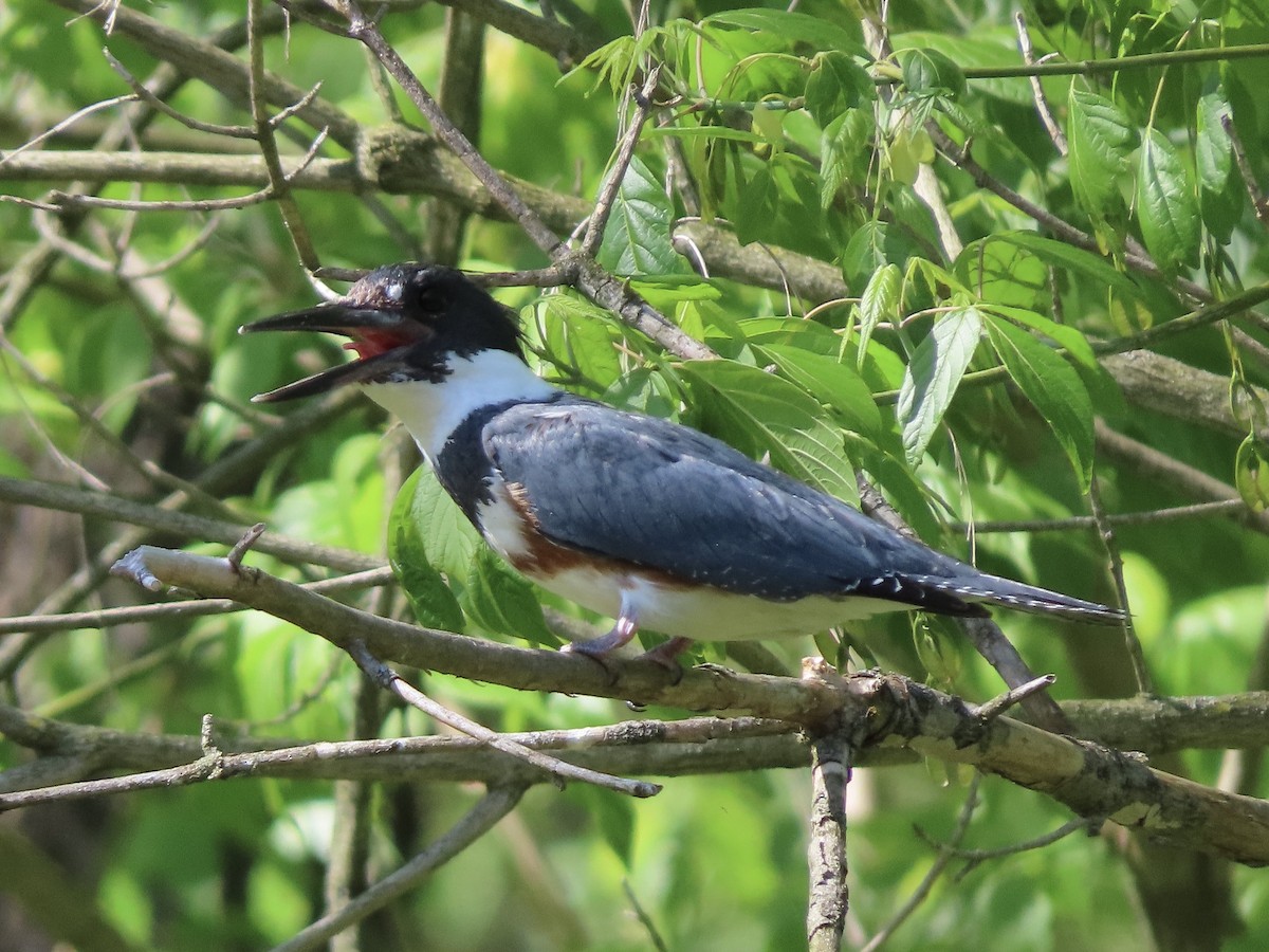 Belted Kingfisher - ML619497242
