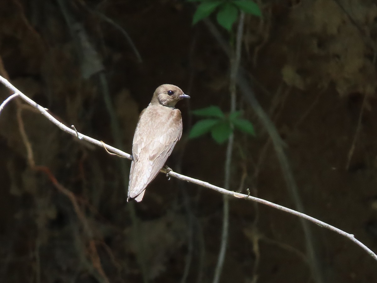 Northern Rough-winged Swallow - ML619497258