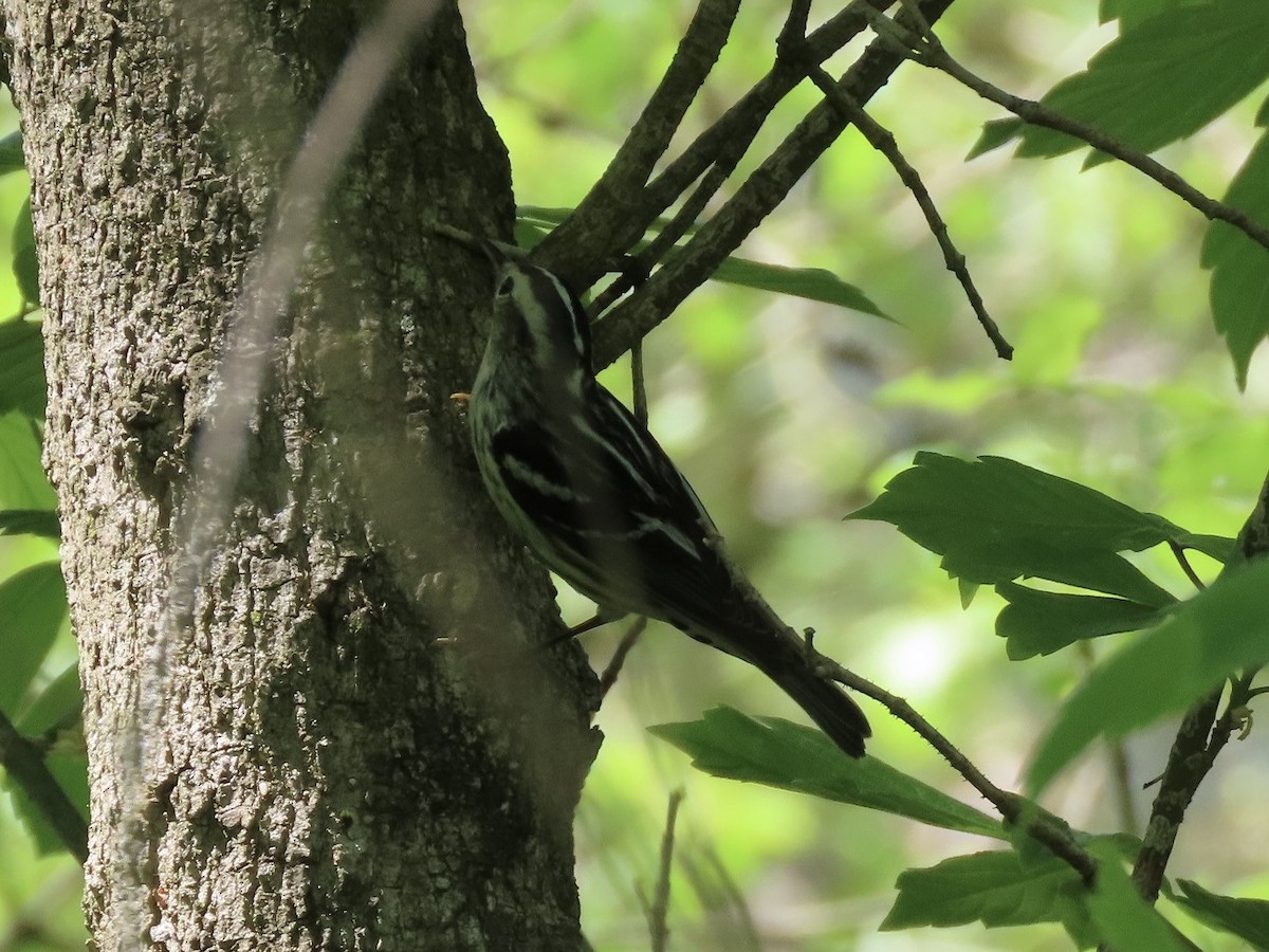Black-and-white Warbler - ML619497275