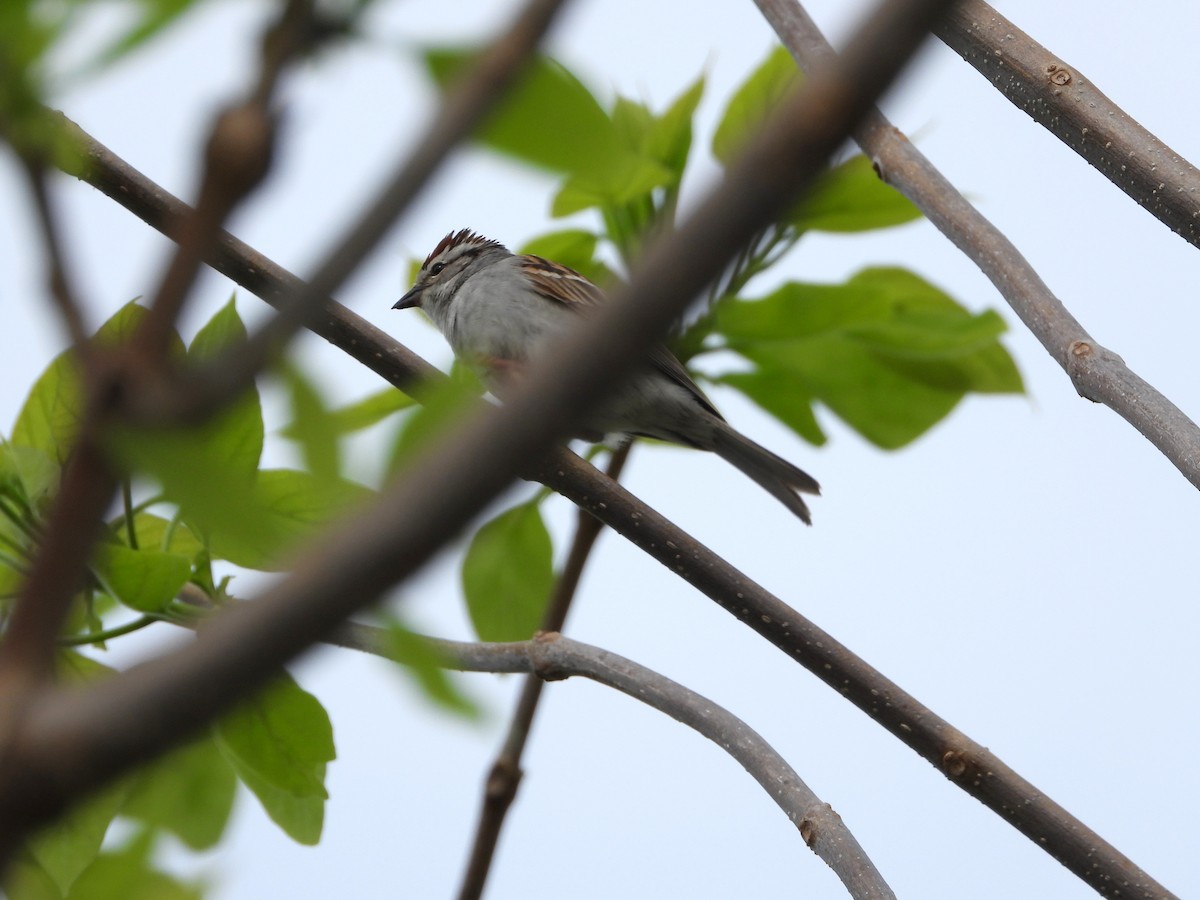 Chipping Sparrow - ML619497277
