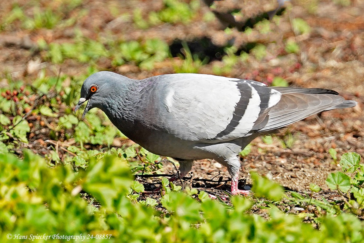 Rock Pigeon (Feral Pigeon) - ML619497279