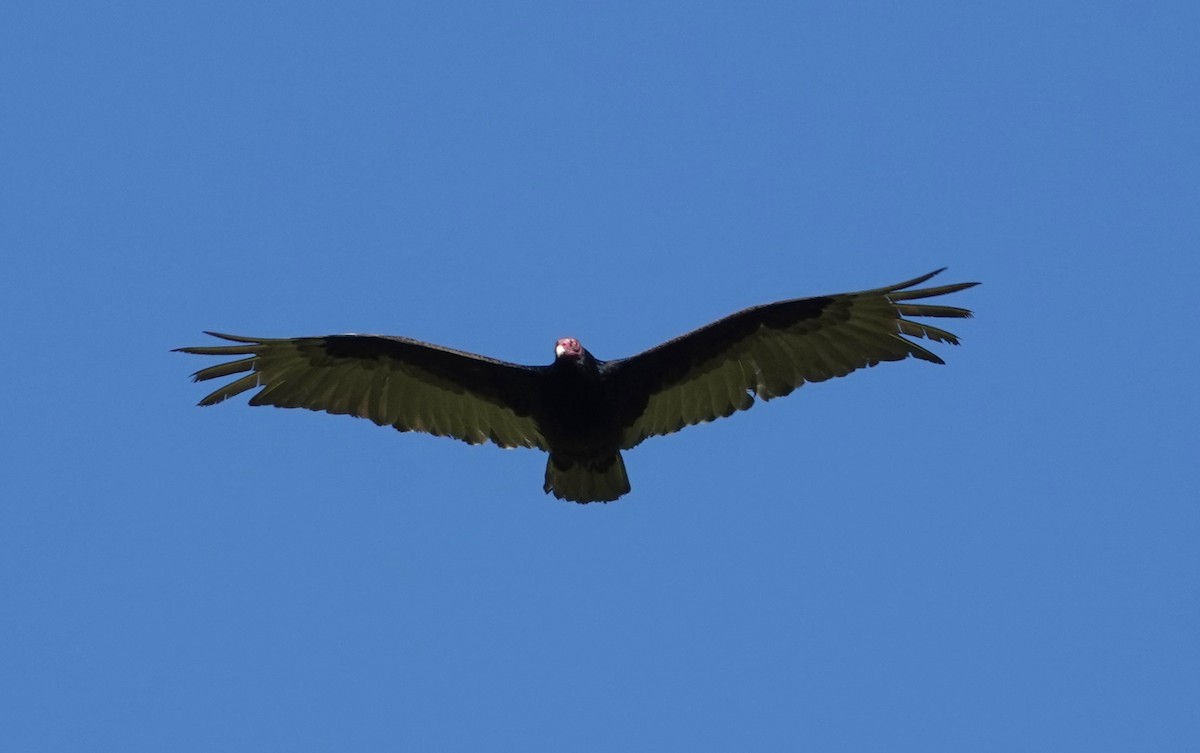 Turkey Vulture - ML619497283