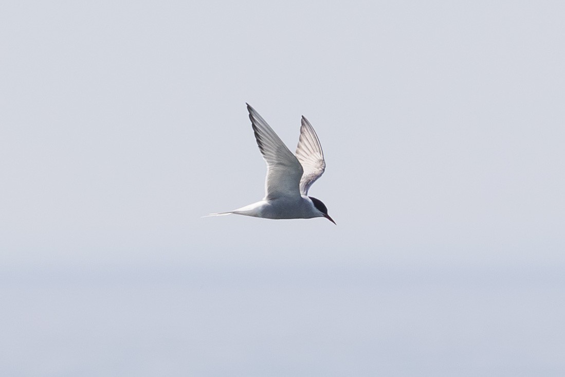 Arctic Tern - ML619497317