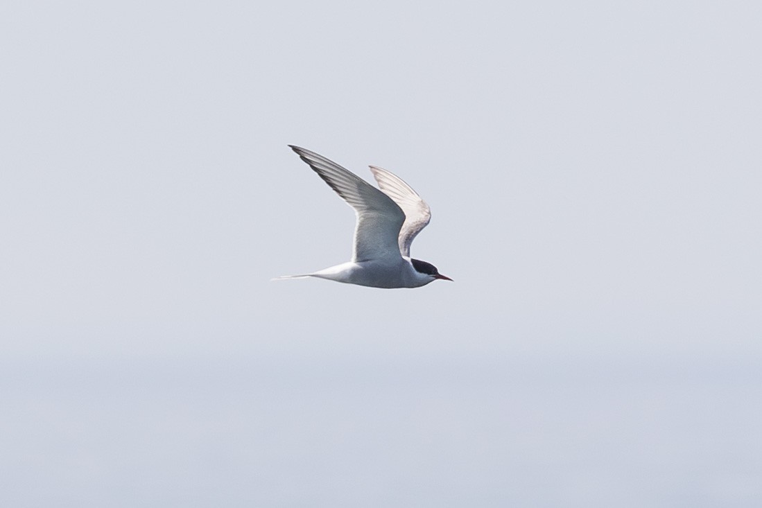 Arctic Tern - ML619497320