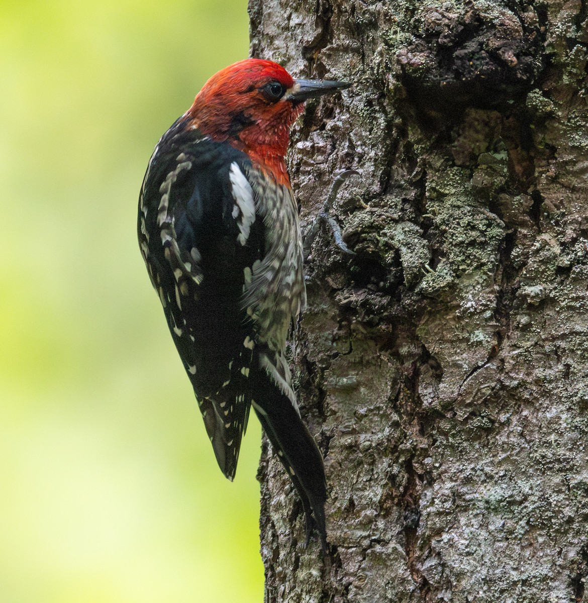 Red-breasted Sapsucker - ML619497344