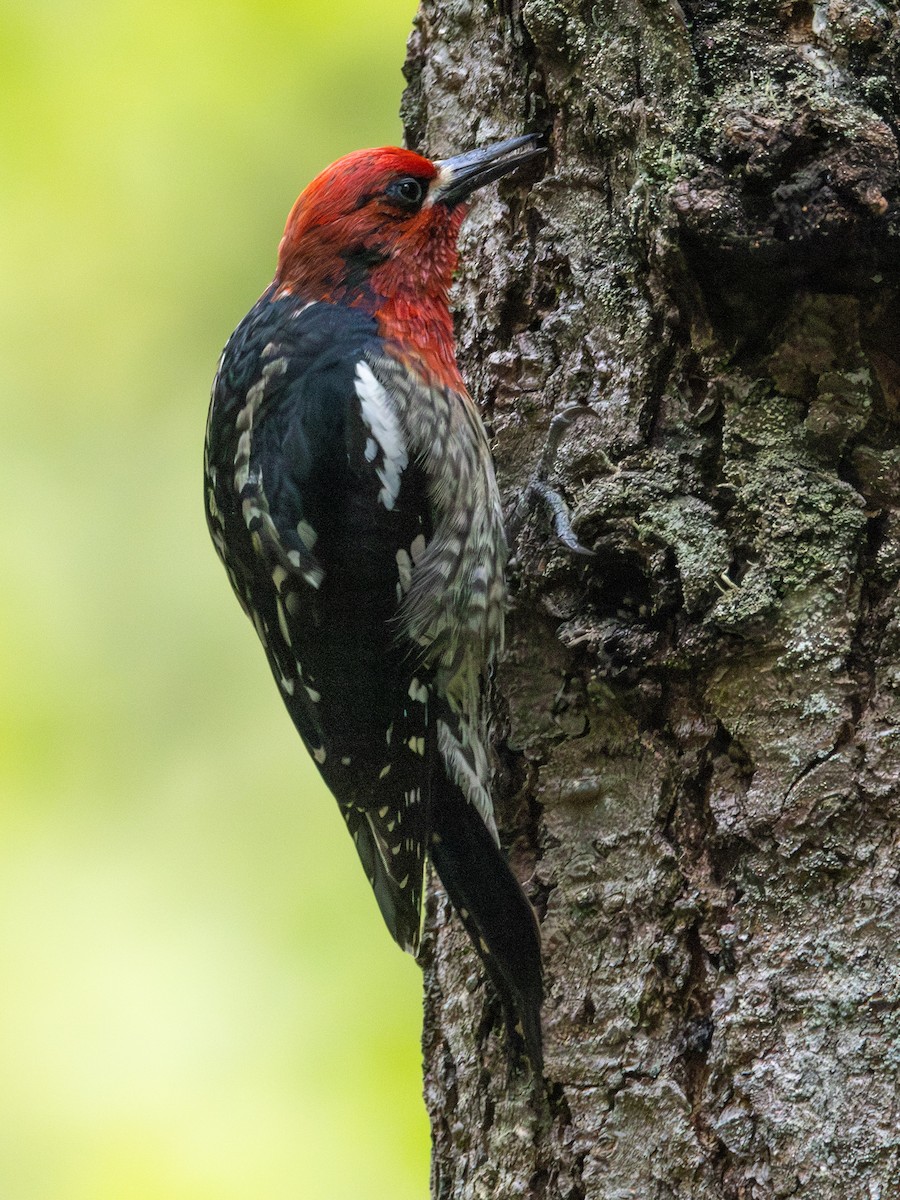 Red-breasted Sapsucker - ML619497345