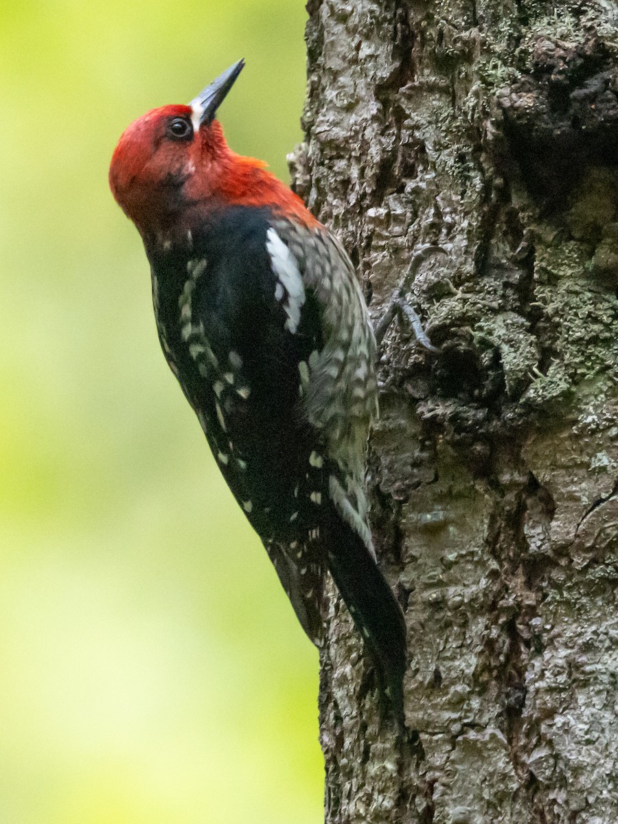 Red-breasted Sapsucker - ML619497346