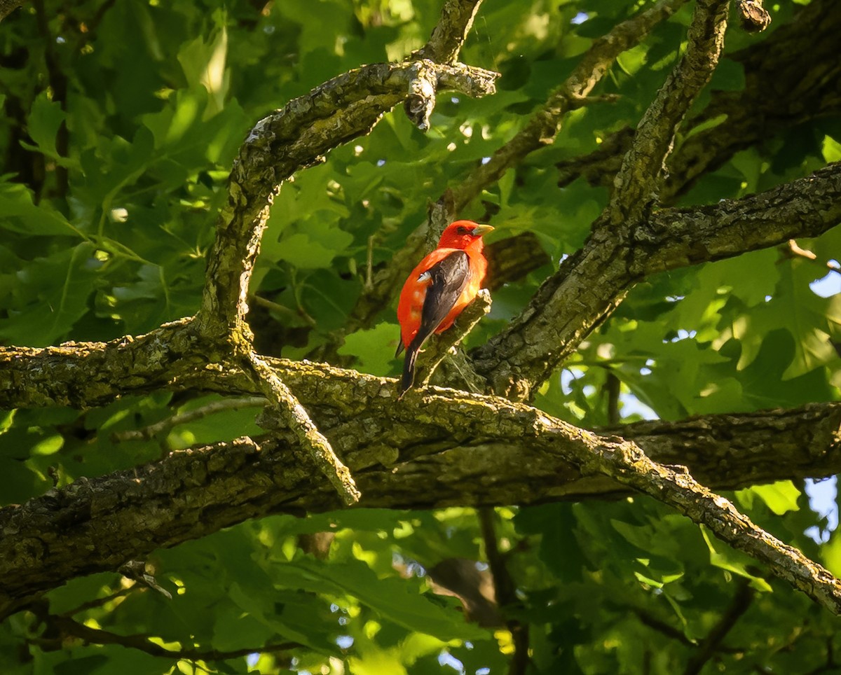 Scarlet Tanager - ML619497440