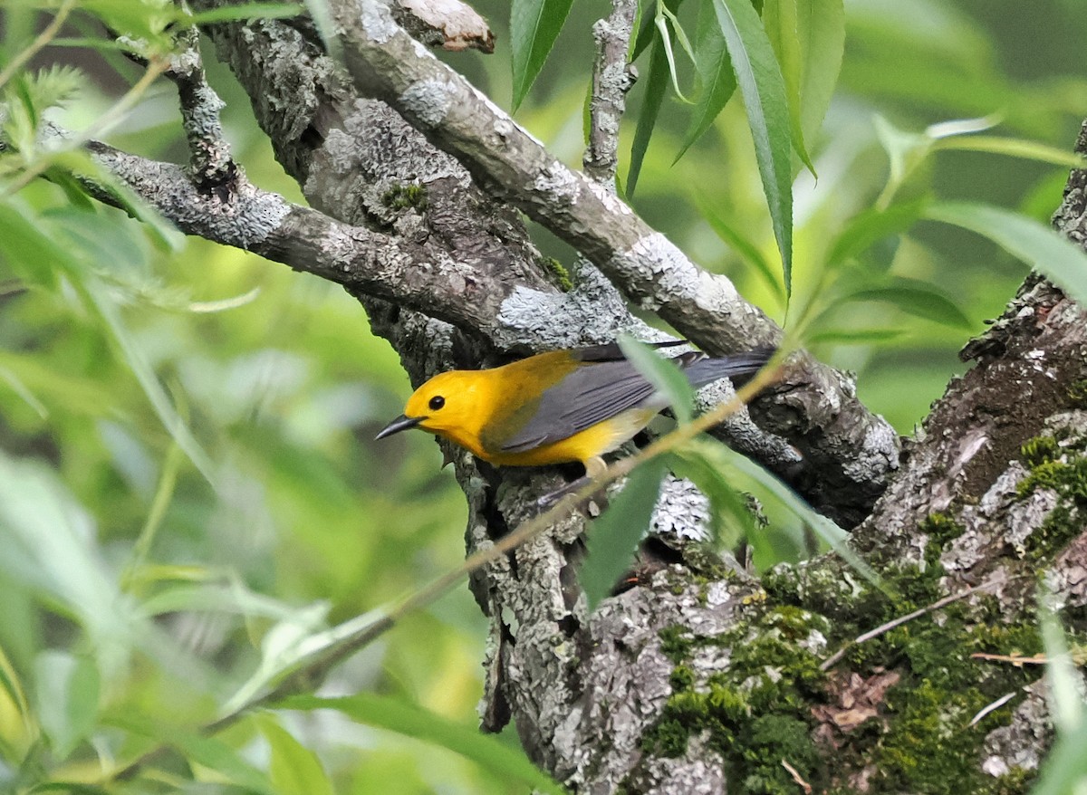 Prothonotary Warbler - ML619497451