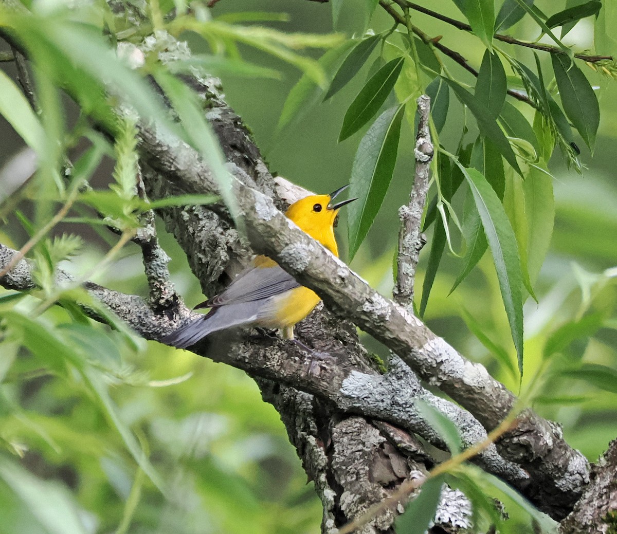 Prothonotary Warbler - ML619497457