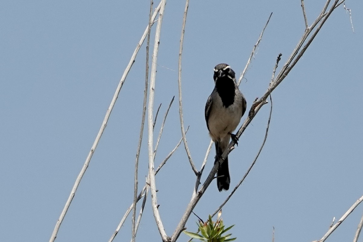 Black-throated Sparrow - ML619497464