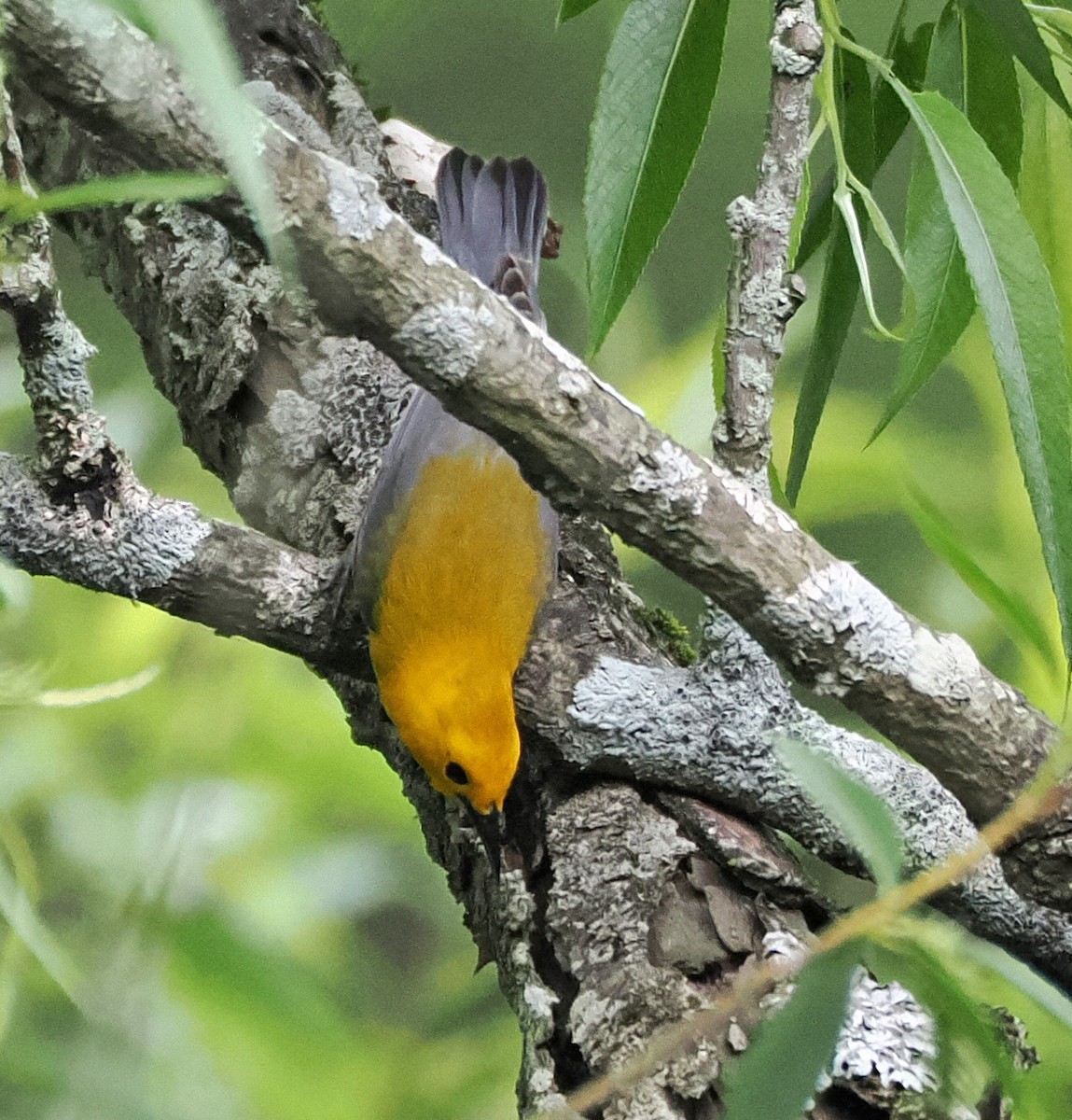 Prothonotary Warbler - ML619497466