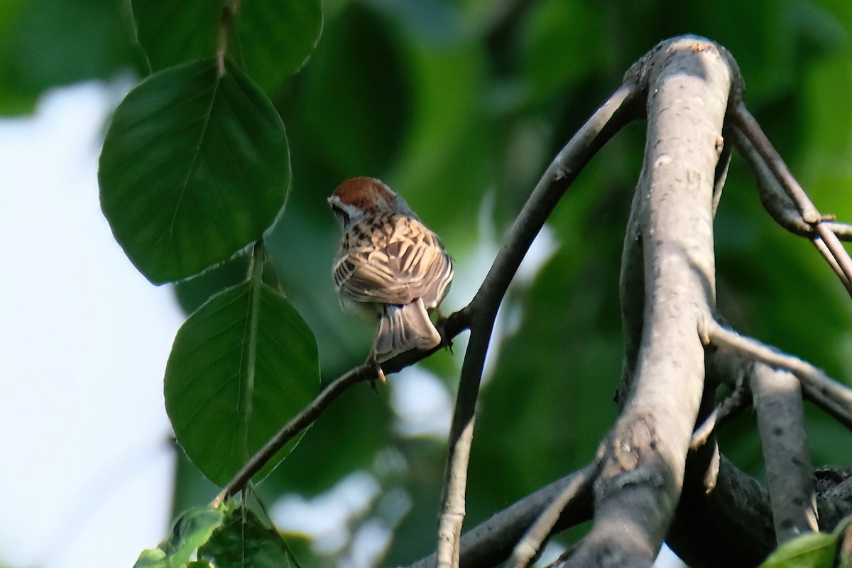 Chipping Sparrow - ML619497468