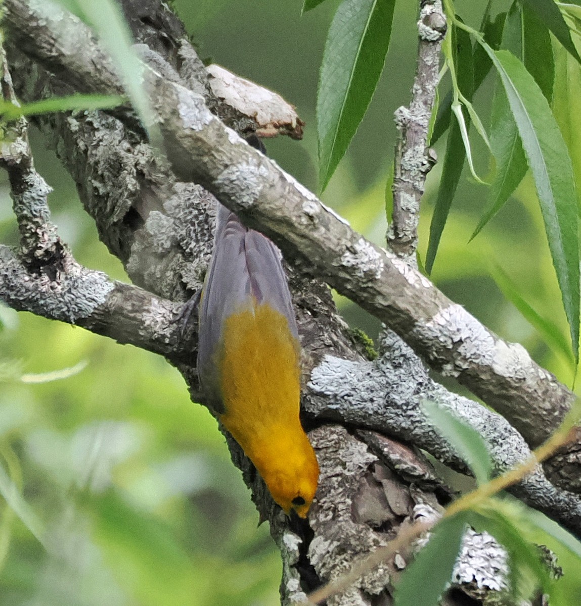 Prothonotary Warbler - ML619497479