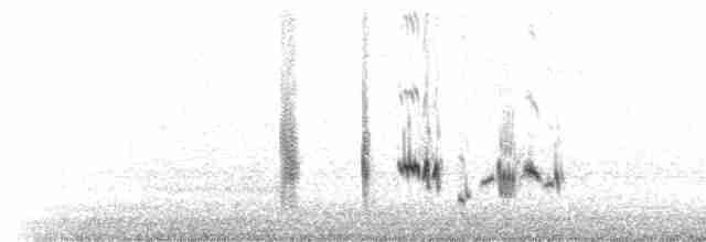 bělořit černohřbetý (ssp. warriae) - ML619497498