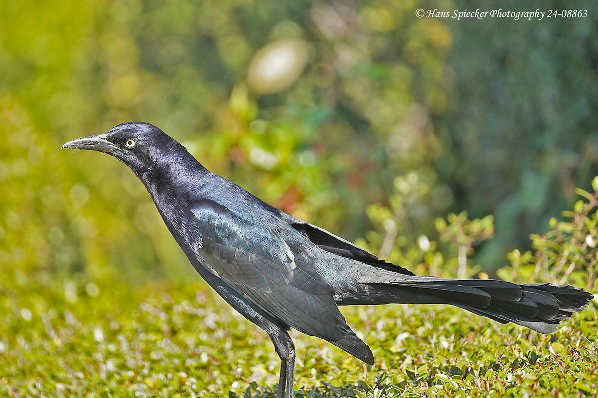 Great-tailed Grackle - ML619497503