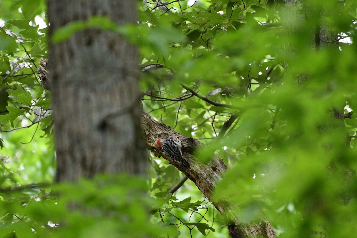 Red-bellied Woodpecker - ML619497536