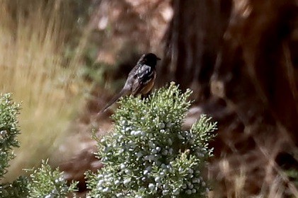Spotted Towhee - ML619497537
