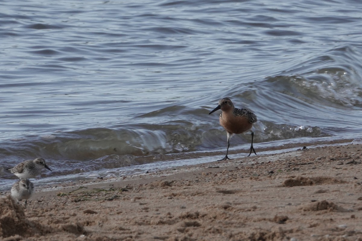 Red Knot - ML619497545