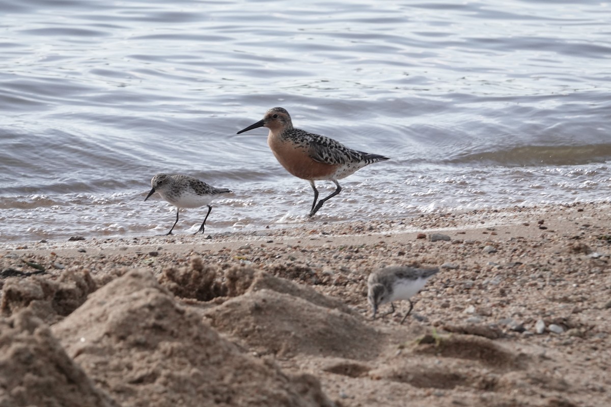 Red Knot - ML619497547