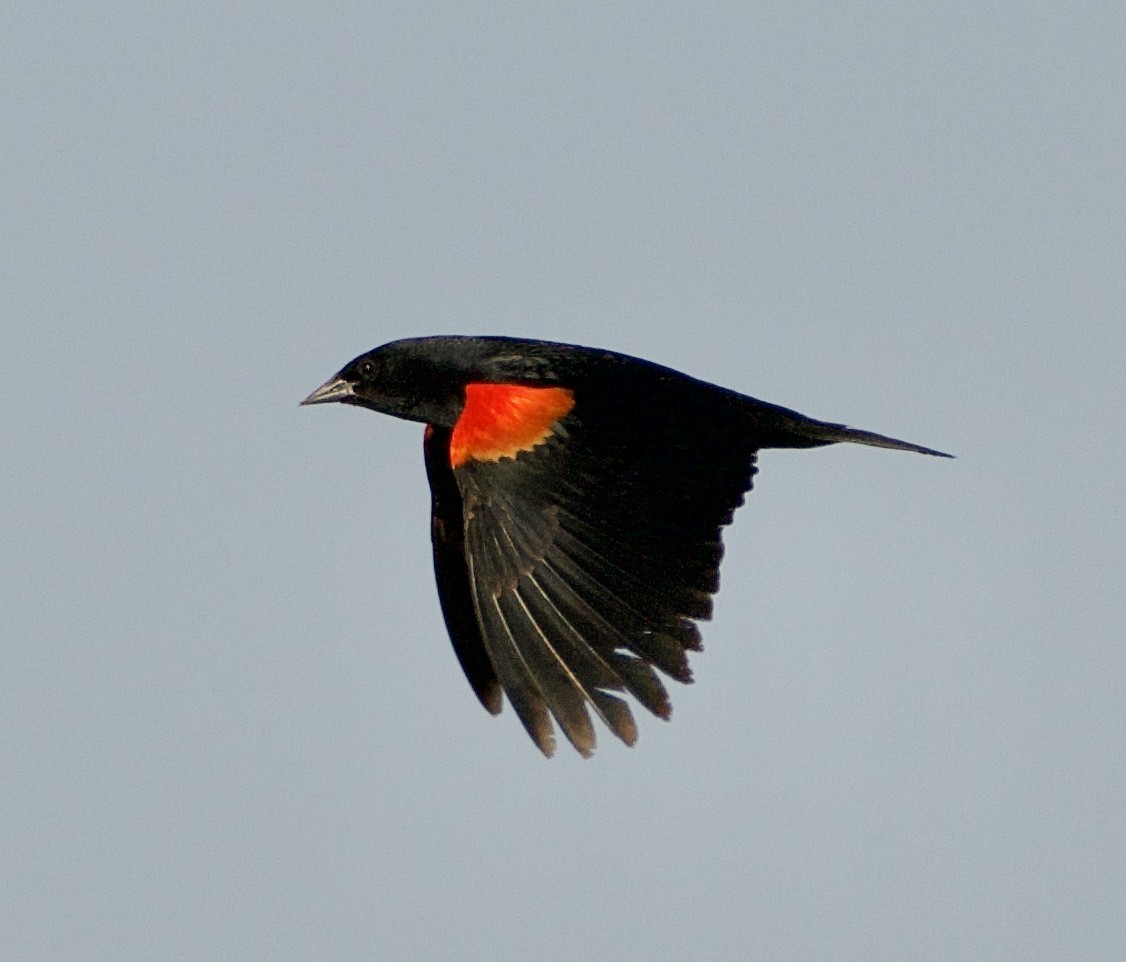 Red-winged Blackbird - ML619497550