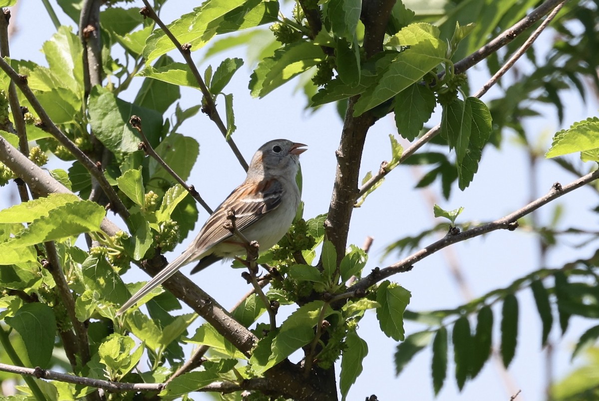 Field Sparrow - ML619497562