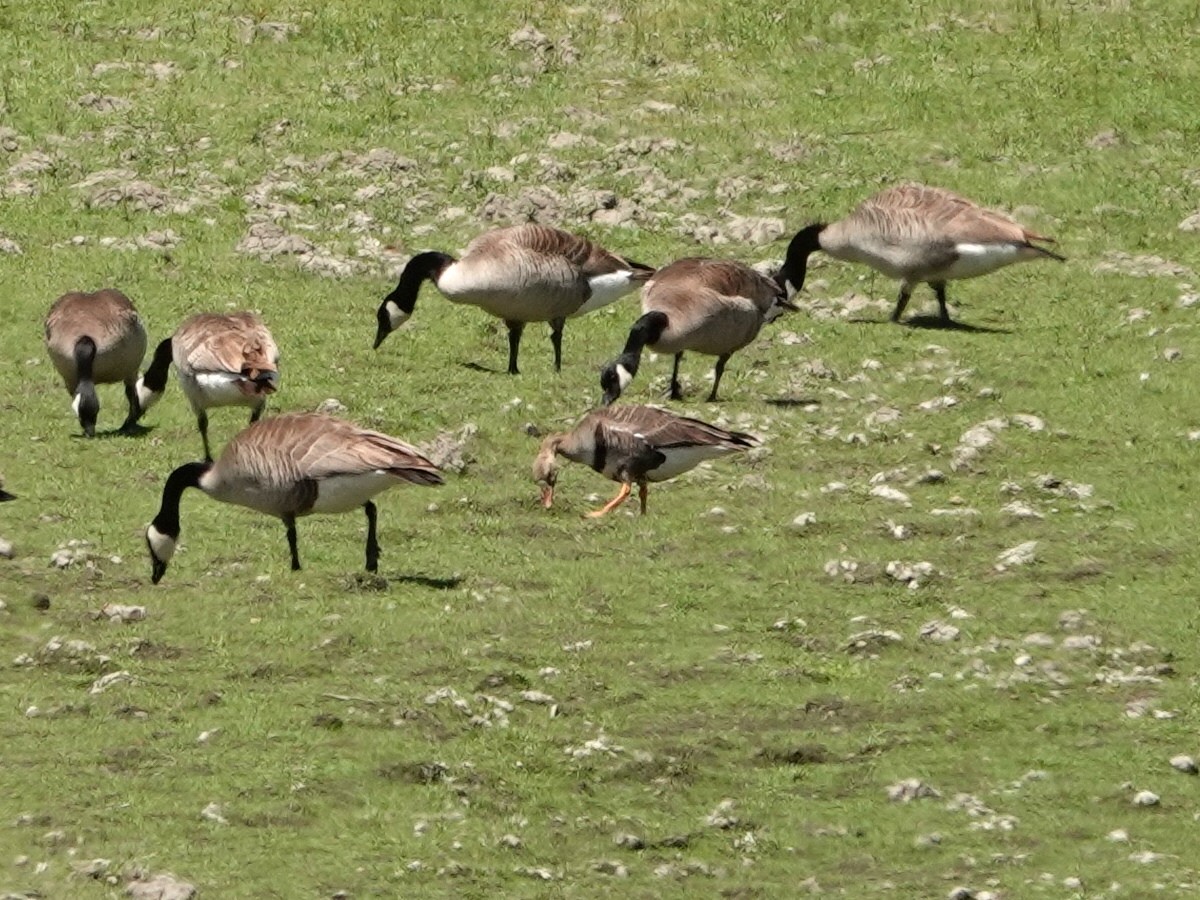 Greater White-fronted Goose - ML619497582