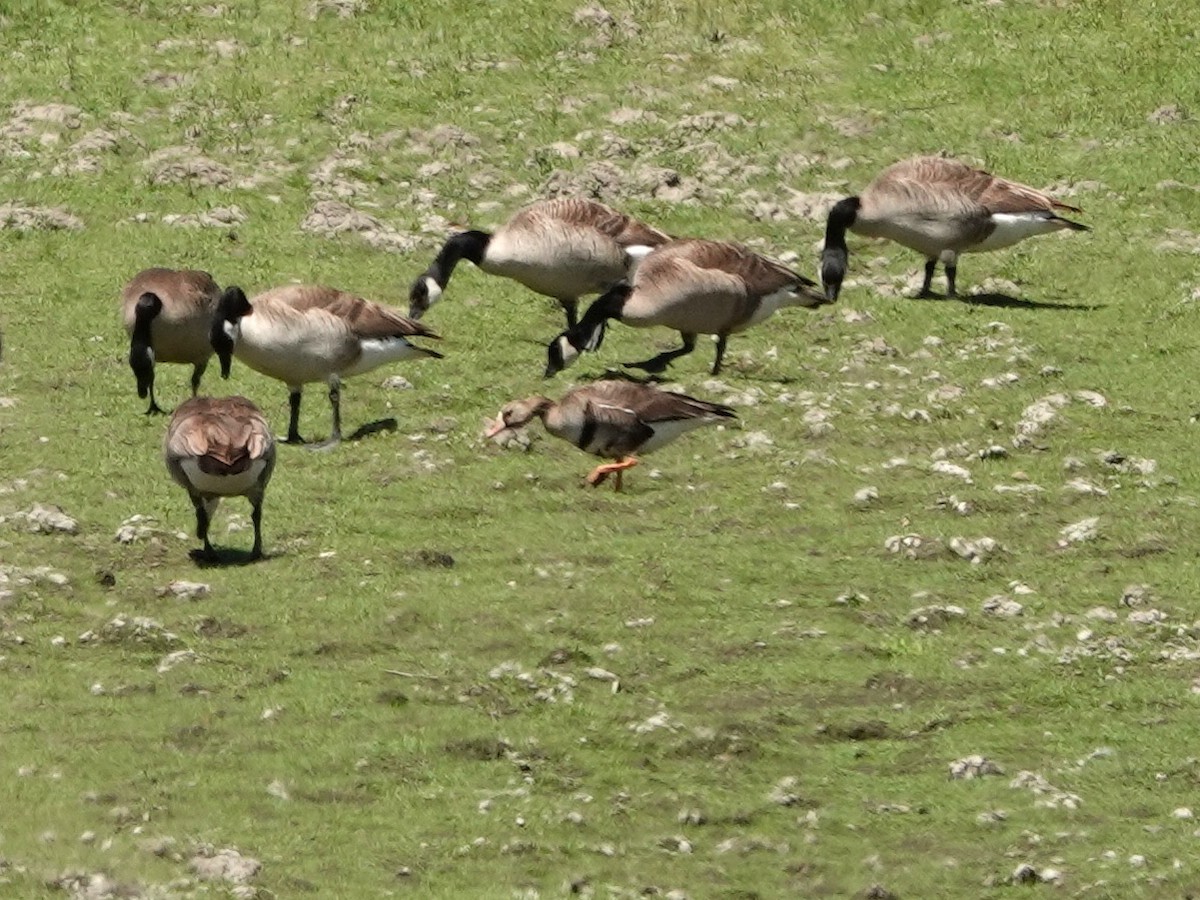 Greater White-fronted Goose - ML619497586