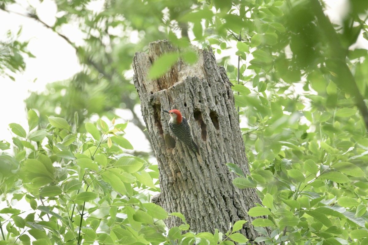 Red-bellied Woodpecker - ML619497644