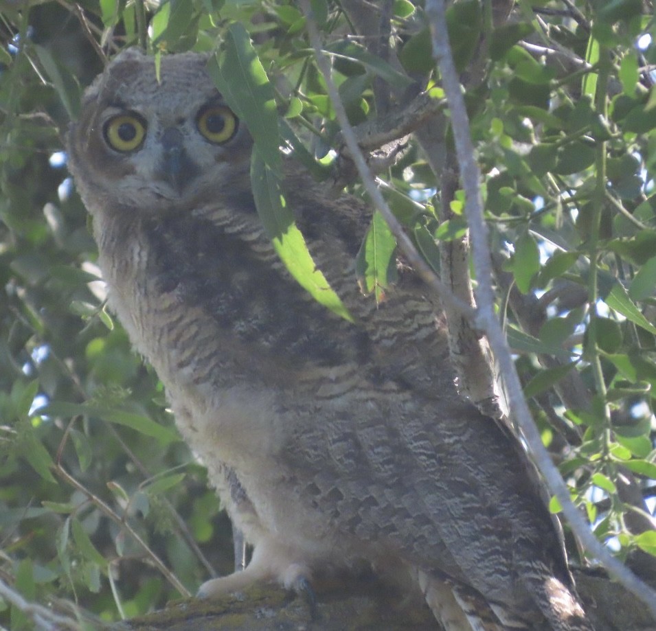 Great Horned Owl - ML619497733