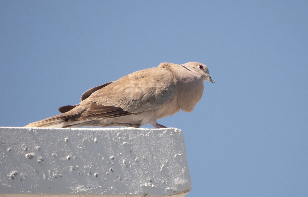 Eurasian Collared-Dove - ML619497734