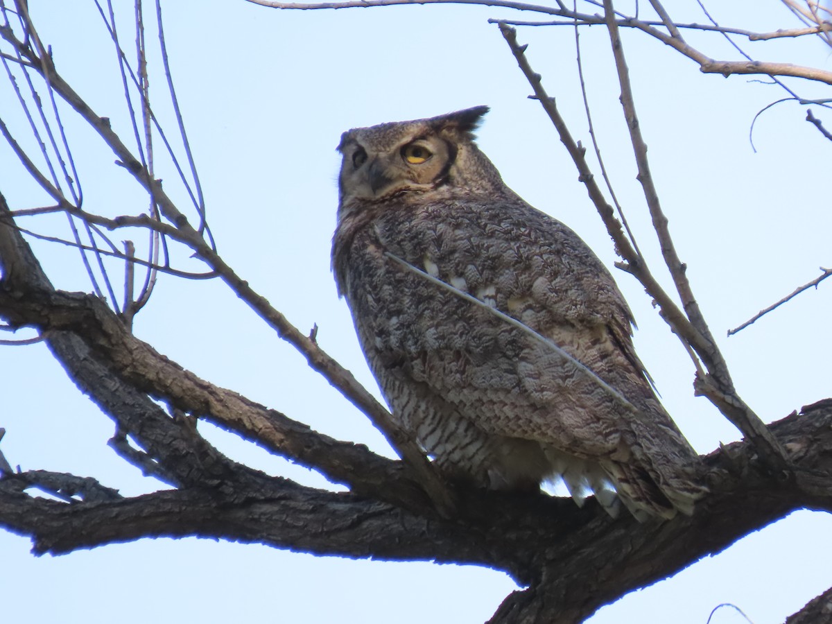 Great Horned Owl - ML619497796