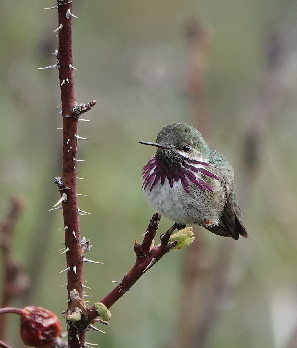 Calliope Hummingbird - ML619497848