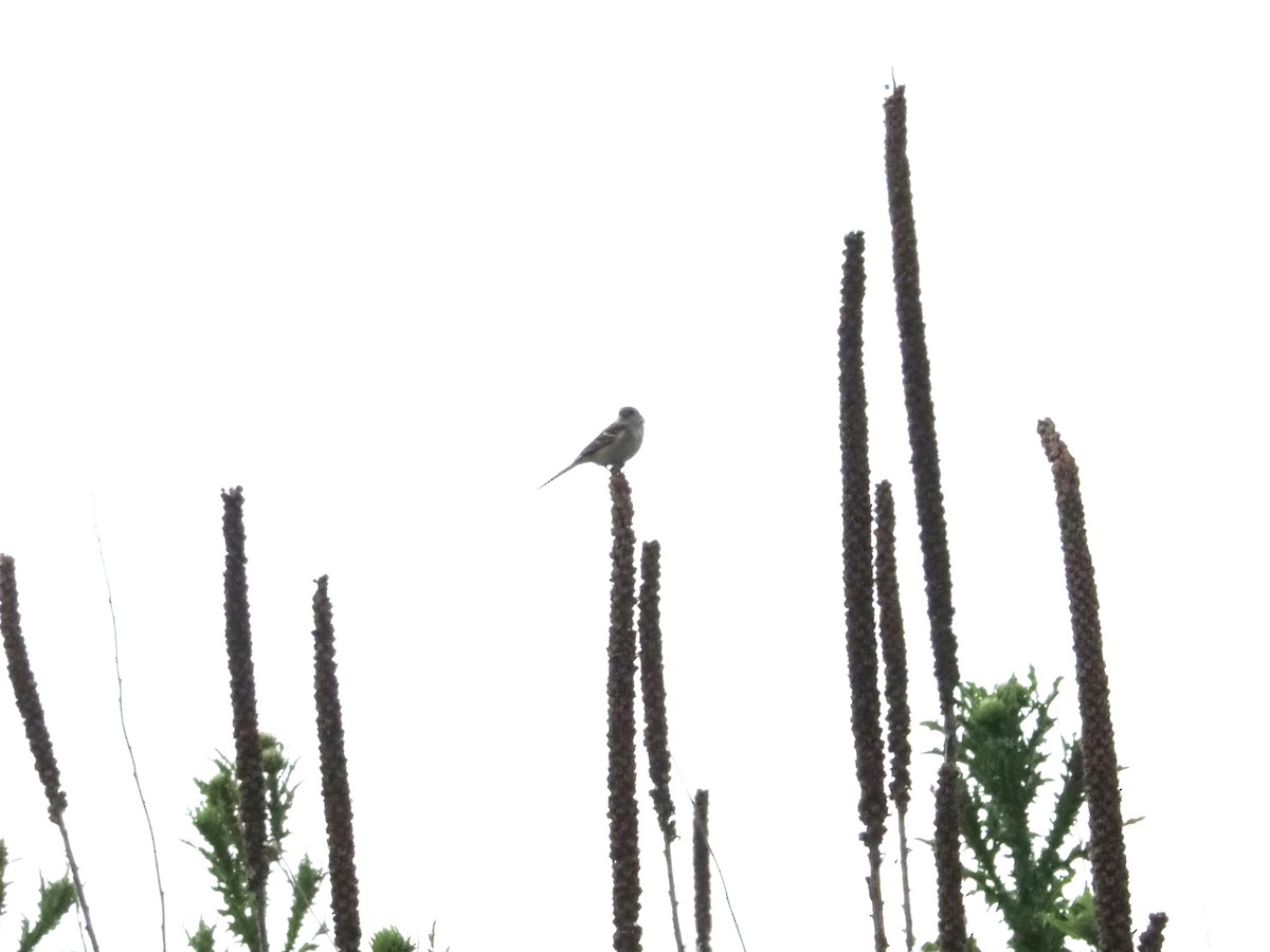 Field Sparrow - ML619497857